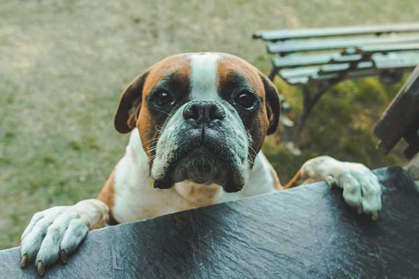 Facts About Boxer Dogs