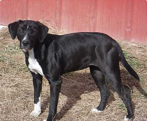 Weimaraner Beagle Mix Dog