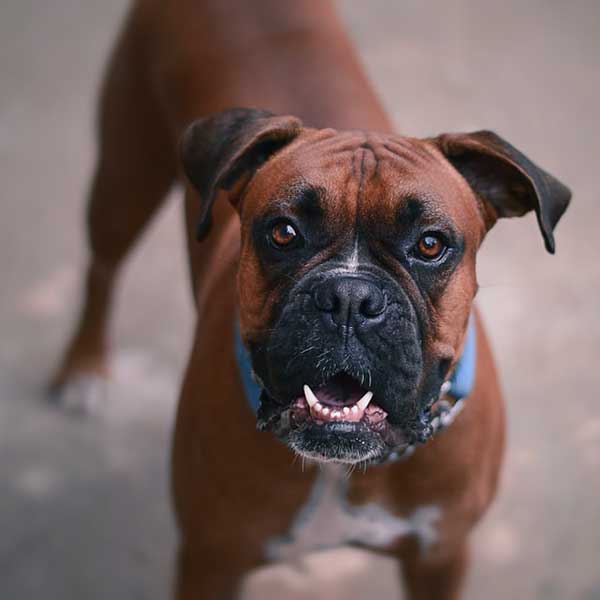 Boxer Dog Looking At The Camera