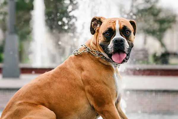 Interesting Facts About Boxer Dogs
