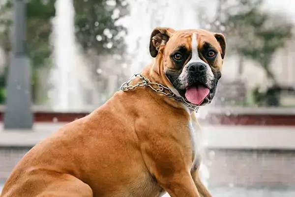 12 Interesting Boxer Dog Facts You Need to Know