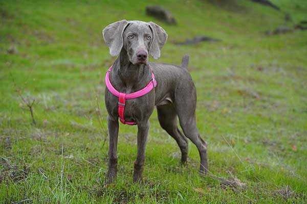 Weimaraner Dog In The Park