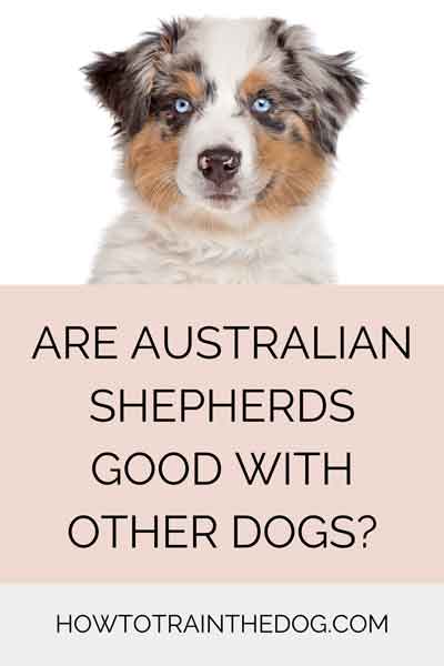 Are Australian Shepherds Good With Other Dogs? (Best Companion Dogs)