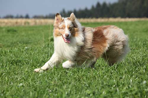 Cute Australian Shepherd Dog Running