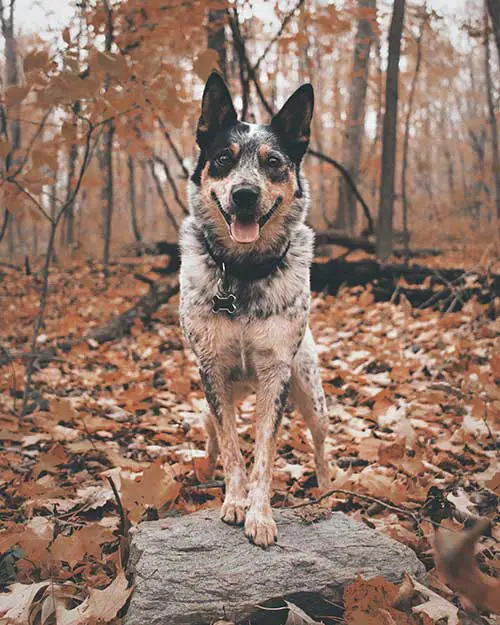 Blue Heeler Dog In Autumn Park