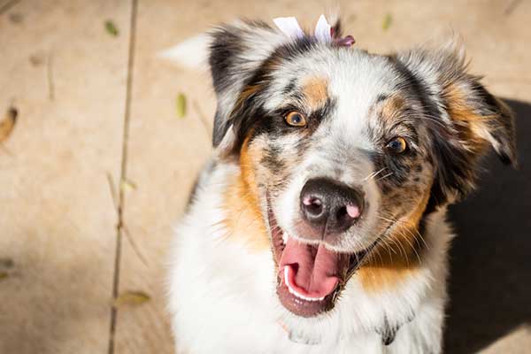 Are Australian Shepherds Good With Other Dogs?