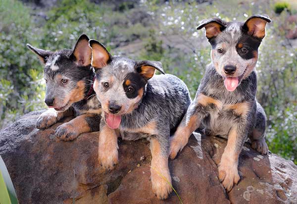 Are Blue Heelers Good With Kids?