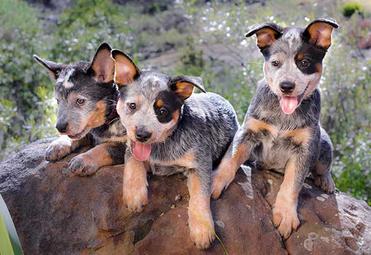 are border collie blue heelers good with kids