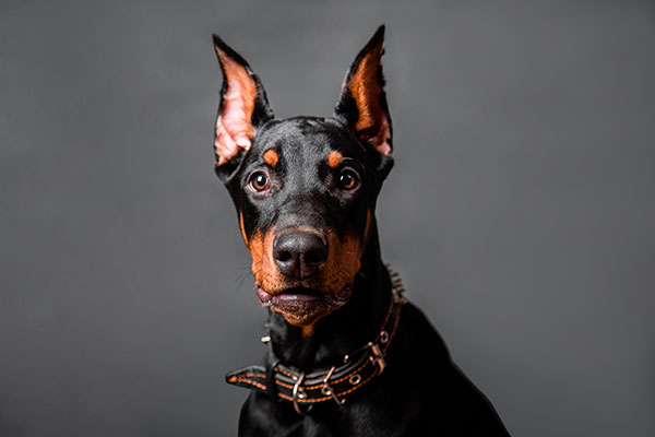 Are Dobermans Good With Other Dogs?