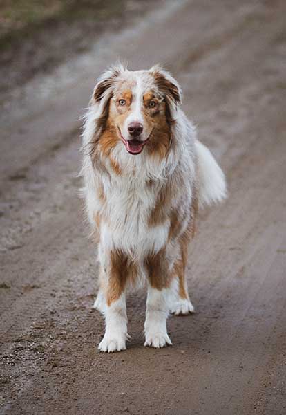 Cute Australian Shepherd Dog