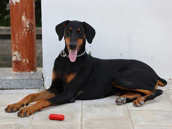 Doberman dog sitting