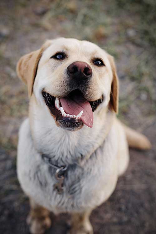 Happy Labrador Dog