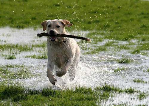 Labrador puppy playing