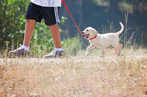 Man Walking With His Labrador Puppy