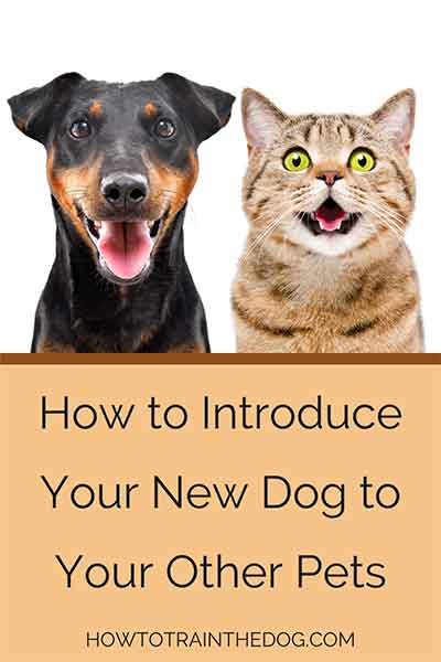 How to Introduce Your New Dog to Your Other Pets