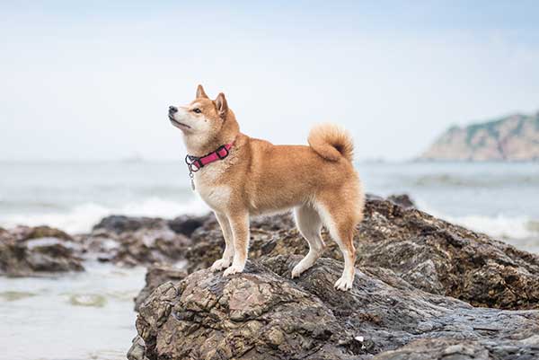 Cute Shiba Inu Dog On Beach