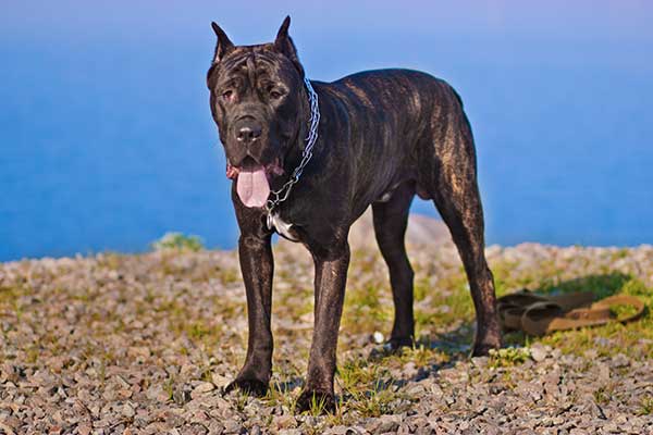 Are Cane Corsos Good Guard Dogs?