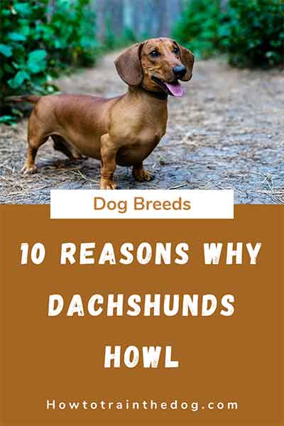 Do Dachshunds Howl? Here Are The Facts