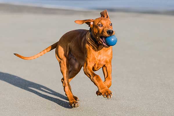 Happy Rhodesian Ridgeback