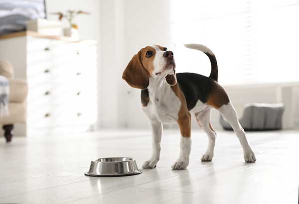 Cute Beagle Dog Waiting For Food