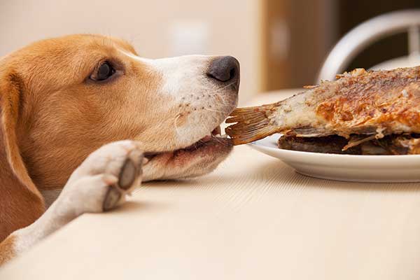 Beagle Eating Fish