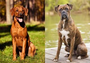 All About The Rhodesian Ridgeback Boxer Mix (With Pictures)