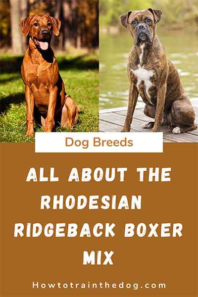 All About The Rhodesian Ridgeback Boxer Mix (With Pictures)