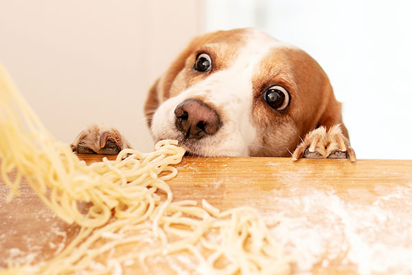 Beagle Dog Eating Pasta