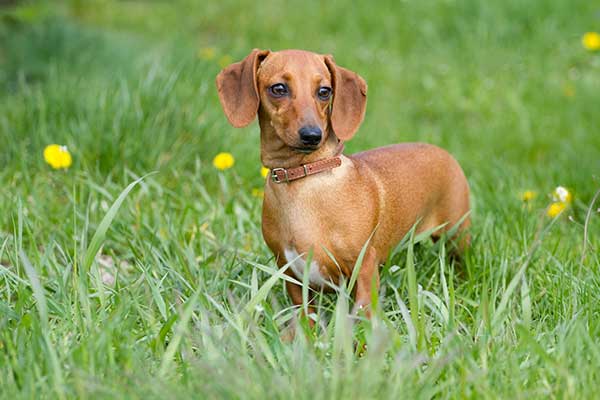 Beautiful Dachshund Dog