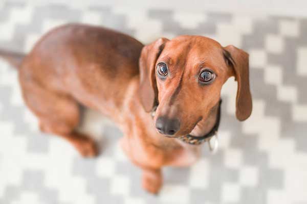 Adorable Dachshund Dog