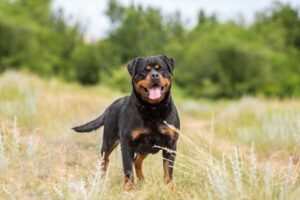 All About The Rhodesian Ridgeback Rottweiler Mix (With Pictures)