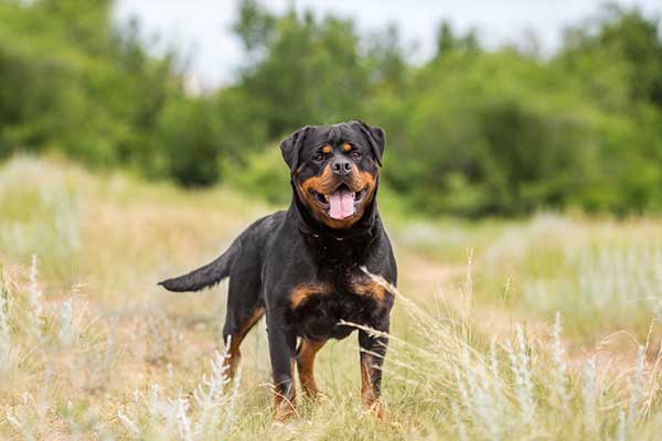 Facts About The Rottweiler Dog Breed