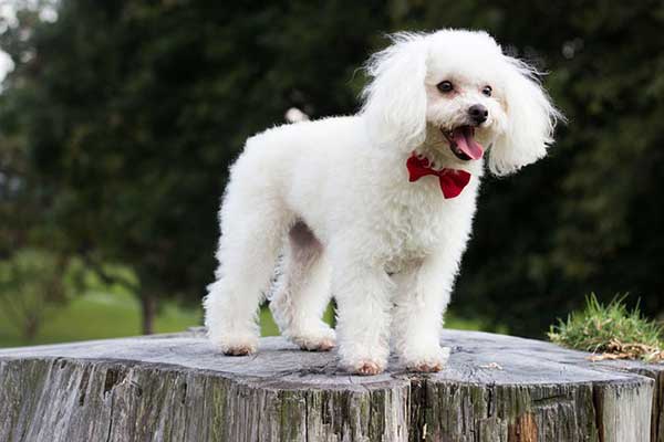 6 Fun Facts About Poodles