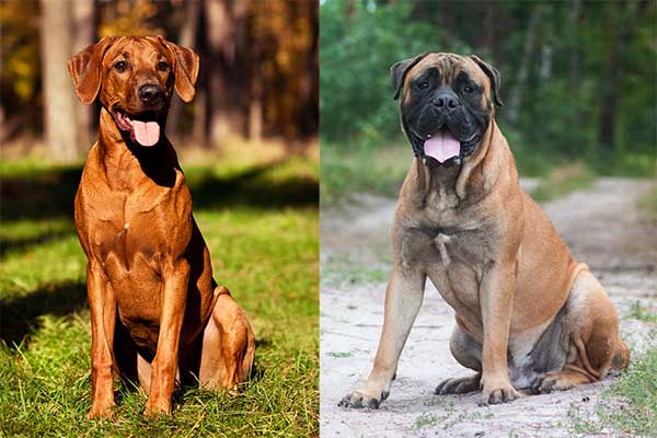 All About The Rhodesian Ridgeback Mastiff Mix (With Pictures)