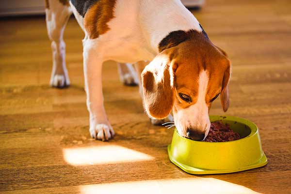 Why Are Beagles Always Hungry