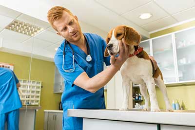 Veterinary examing dog