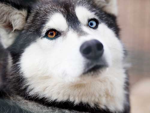 Husky with 2 different eye colors