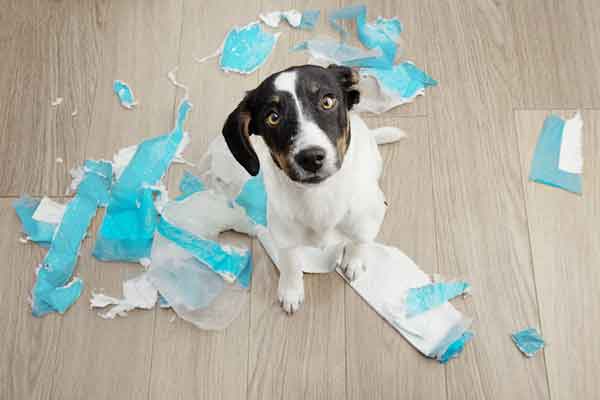 What Should I Do If My Dog Ate Pee Pad?