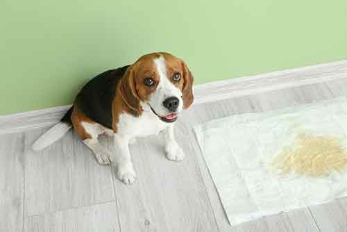 Beagle puppy near his pee pad