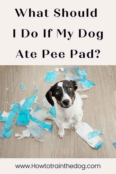 What Should I Do If My Dog Ate Pee Pad?