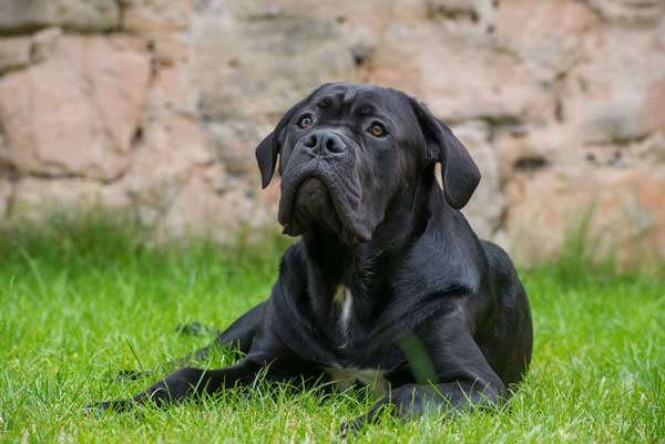 Are Cane Corso Dogs Dangerous?