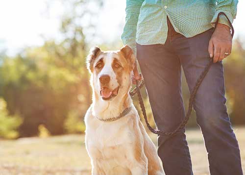 giant puppy with leash in the park