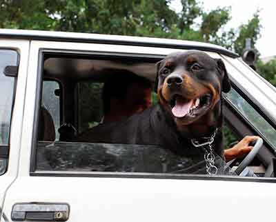 Dog looking through car window