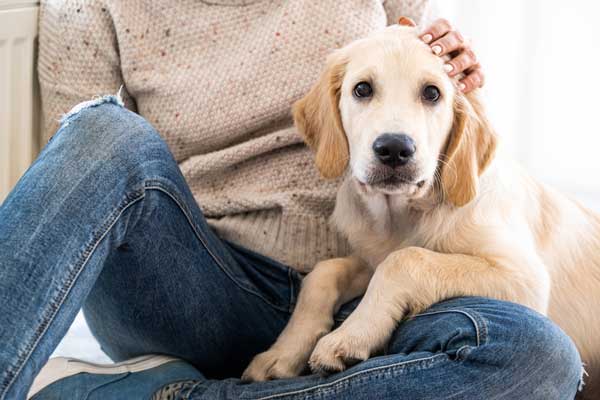 Adopting Your First Dog