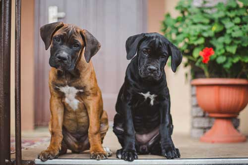 Cute Cane Corso puppies