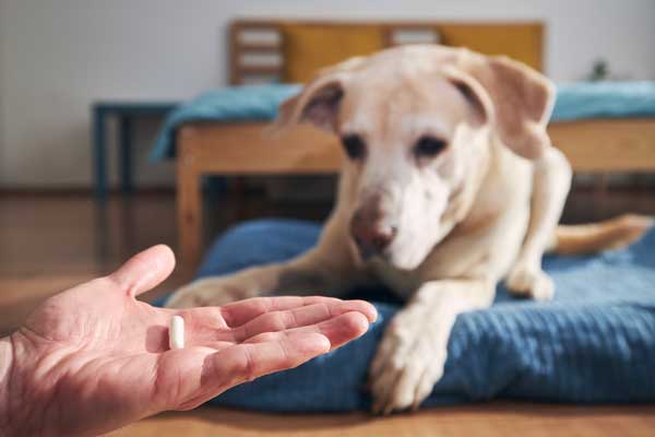 When To Use Dog Supplements