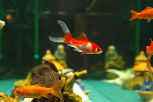 Goldfish in Aquarium