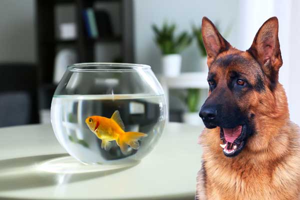 8 Ways to Keep Your Dog Away from Fish Tanks