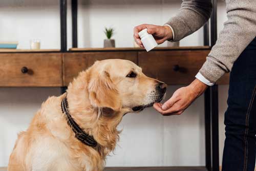 Man Giving Vitamins To Golden Retriever