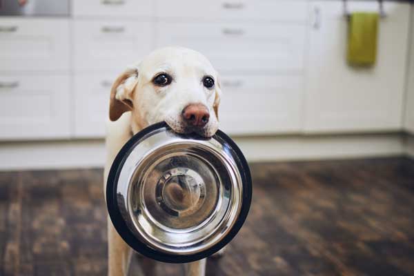 Finding the Right Balance in Your Dog's Diet